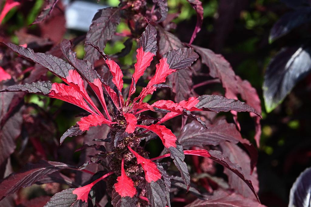 2025-08150131 Tower Hill Botanic Garden, MA.JPG - Joseph's Coat or Chinese Spinach (Alternanthera ficoidea). New England Botanic Garden at Tower Hill, MA, 8-15-2025
